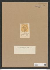 Triceratium modestum Grev. (de-Toni-Nr.: Genus 140, Species 3741) Zeichnungen Sammlung Grunow Nr. 7257 (NHMW-BOT-W0376260)